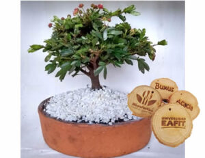 Bonsai para Regalos Corporativos