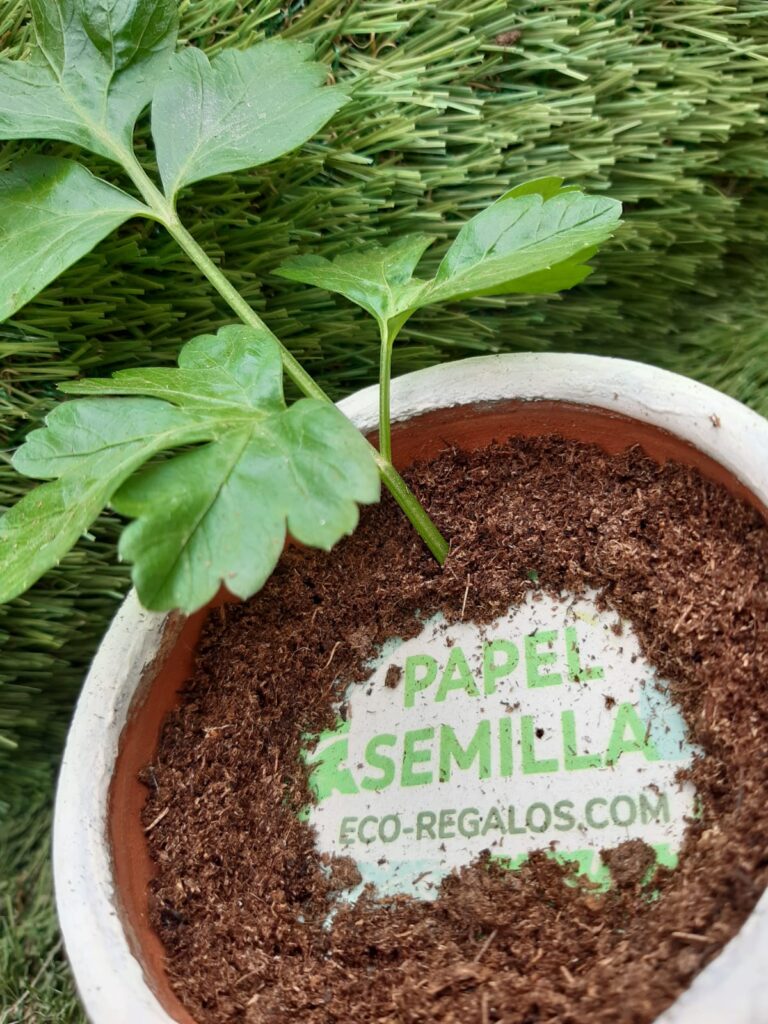 Tarjetas navideñas en papel semilla plantable con mensajes corporativos de buenos deseos.