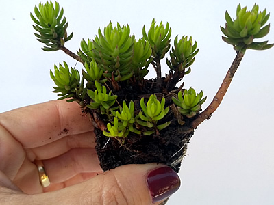 Suculentas al por mayor