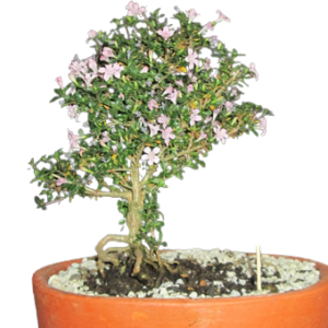 Bonsái y Árboles Jóvenes