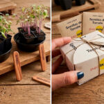 Kit de germinación con semillas para campañas de sostenibilidad y educación ambiental.