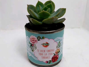 Suculentas para regalo