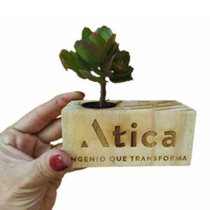 Suculenta en matera portalápiz de madera