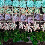 Suculentas al por mayor