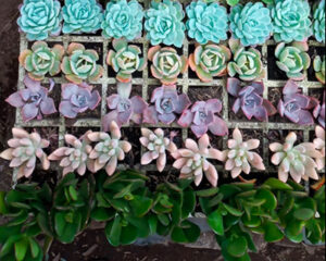 Suculentas al por mayor