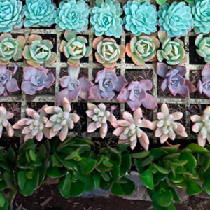 Suculentas al por mayor