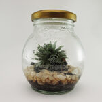 Suculenta Terrario