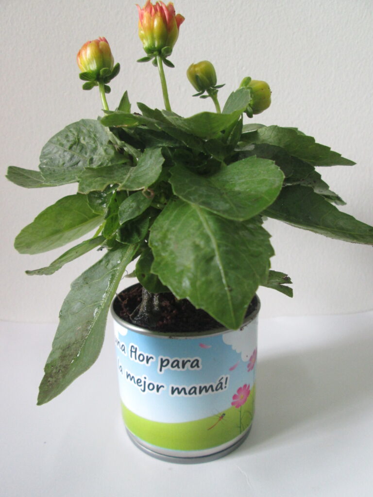 Regalos dia de la madre