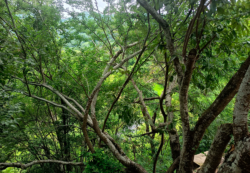 Dia del arbol Dia de la tierra