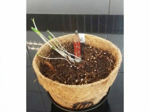 Regalos Corporativos