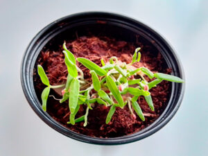 Papel plantable