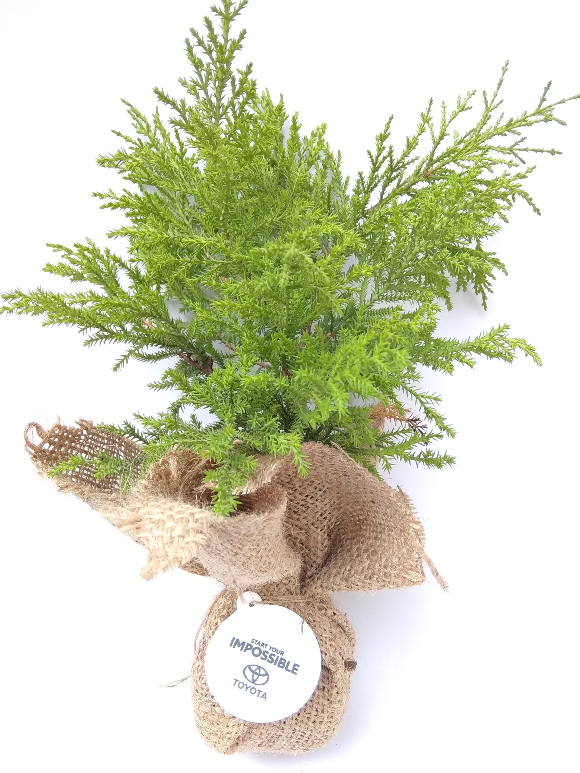 Bonsái joven en saco de yute con caja - Imagen 9