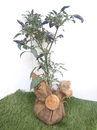 Bonsái joven en saco de yute con caja - Imagen 15