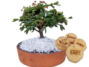 Bonsái PREMIUM en matera de barro con guacal