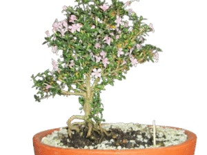 Bonsái en matera de barro con guacal