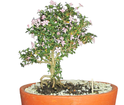 Bonsái en matera de barro con guacal