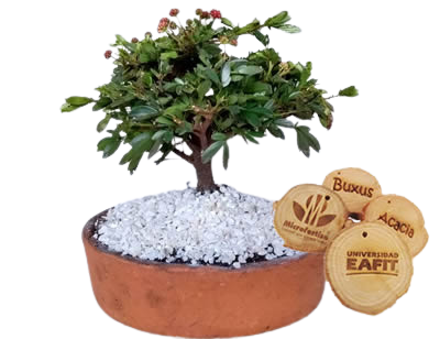 Bonsái PREMIUM en matera de barro con guacal