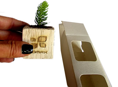 Suculenta en mini matera de madera con caja