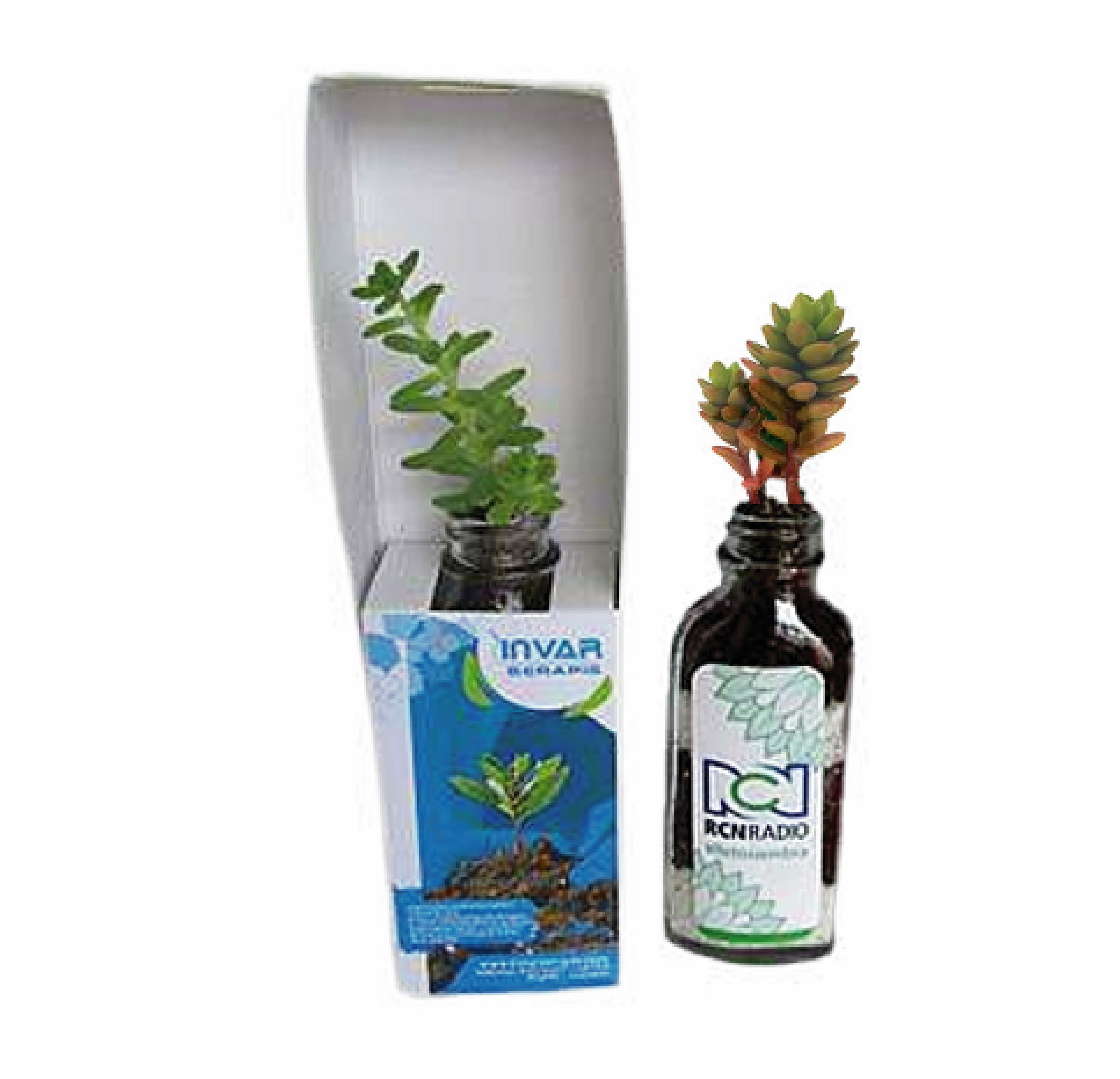 Suculentas en botellita de vidrio