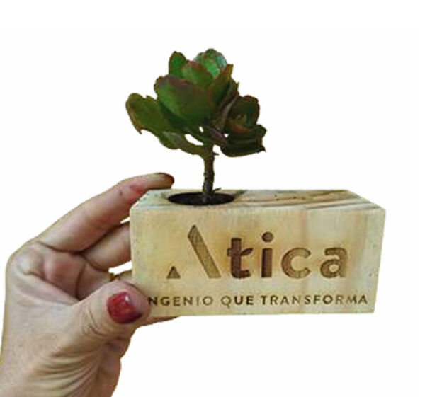 Suculenta en matera portalápiz de madera