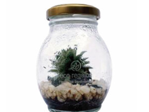 Suculenta en kit para armar un plantario