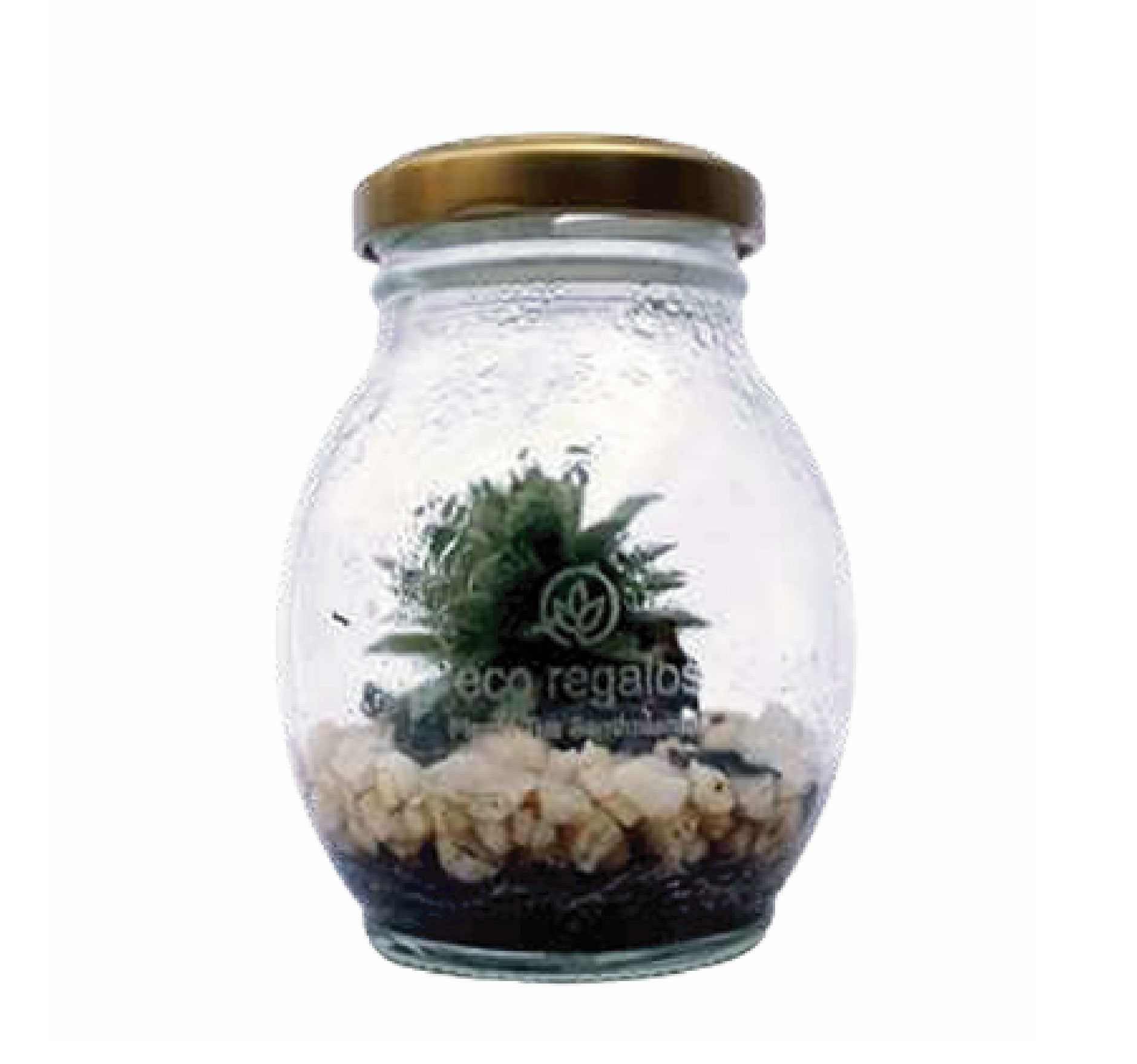 Suculenta en kit para armar un plantario