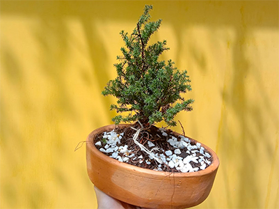 Mini bonsai para regalo corporativo