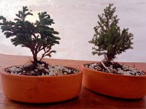Mini bonsai para regalos empresariales