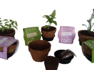 Kit de siembra eco regalos® bonsái en matera de coco con faja Sin personalizar
