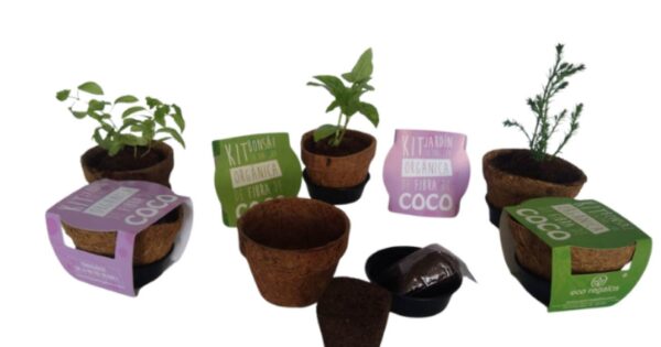 Kit de siembra eco regalos® bonsái en matera de coco con faja Sin personalizar