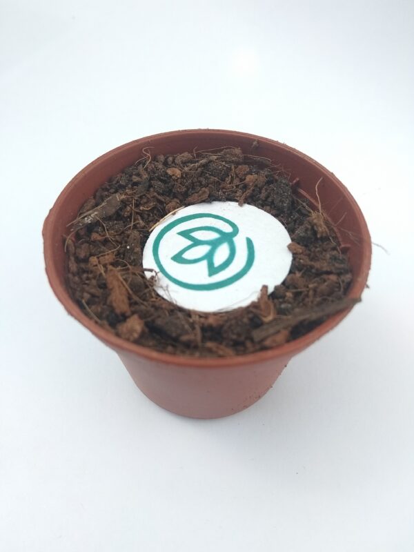 Monedas para Sembrar y Germinar - Imagen 7