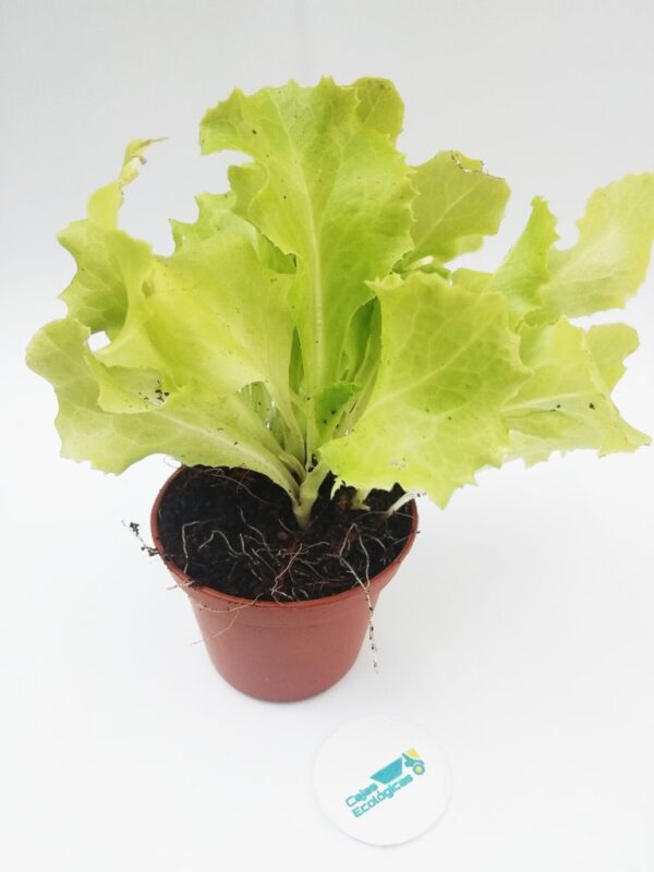 Monedas para Sembrar y Germinar - Imagen 5