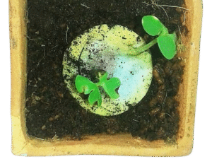 Monedas para Sembrar y Germinar