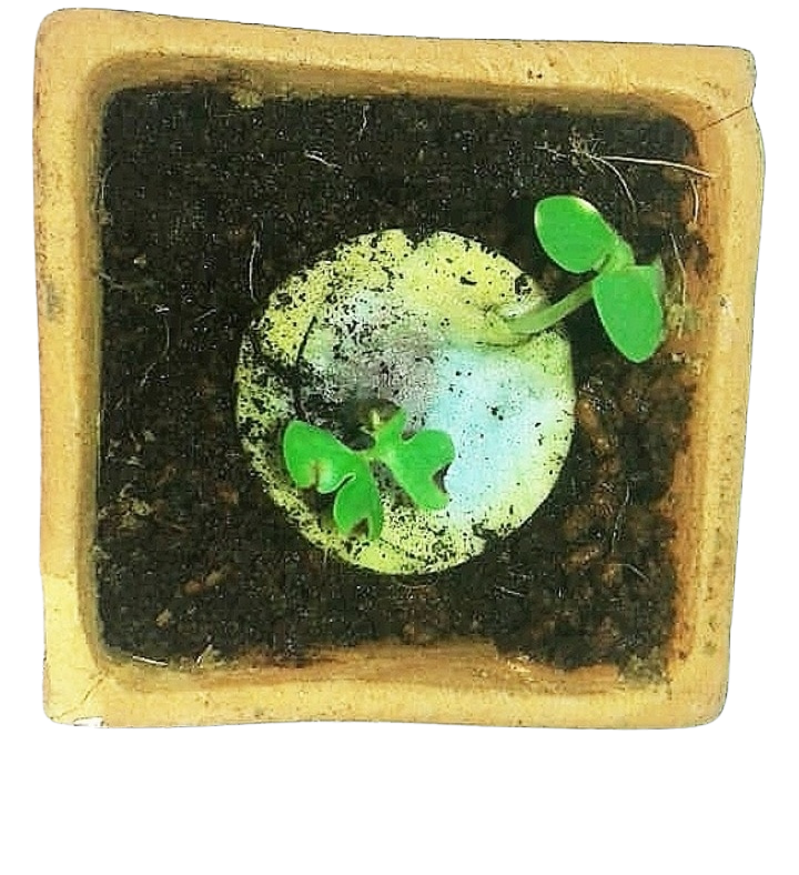 Monedas para Sembrar y Germinar